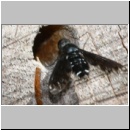 Anthrax anthrax - Trauerschweber 01d.jpg